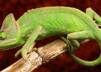 Est-ce que le caméléon est un lézard ?