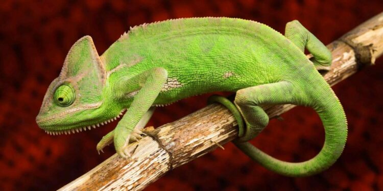 Est-ce que le caméléon est un lézard ?