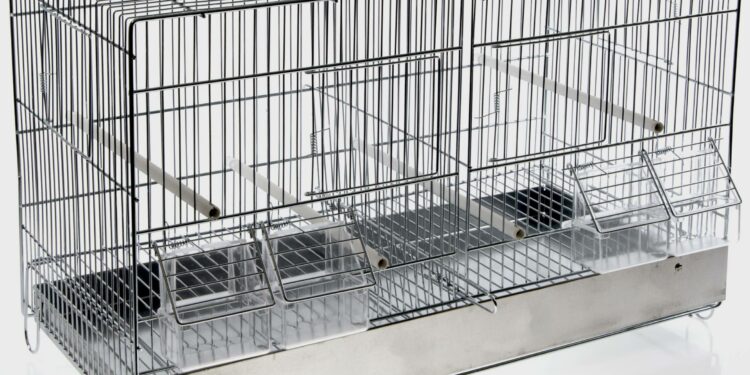 Est-ce que le canari craint le froid ?