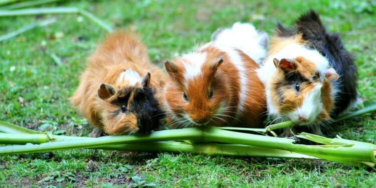 Est-ce que le carton est bon pour les cochons d'Inde ?