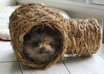 Est-ce que le carton est bon pour les lapins ?