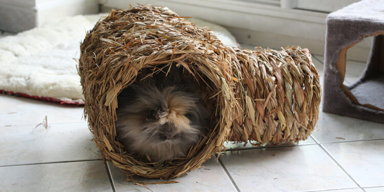 Est-ce que le carton est bon pour les lapins ?