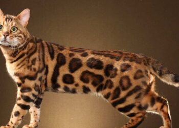 Est-ce que le chat du Bengal perd ses poils ?