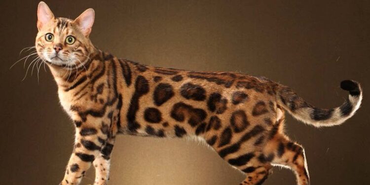 Est-ce que le chat du Bengal perd ses poils ?