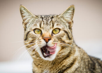 Est-ce que le chat est omnivore ?