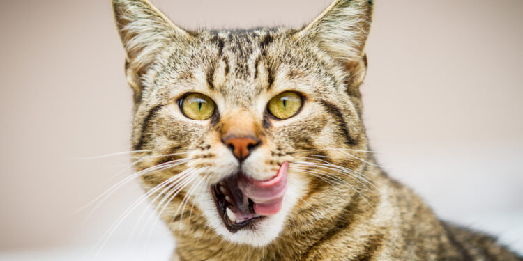 Est-ce que le chat est omnivore ?