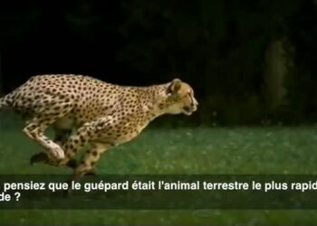 Est-ce que le chat est sale ?