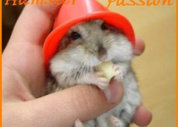 Est-ce que le chat mange un hamster ?