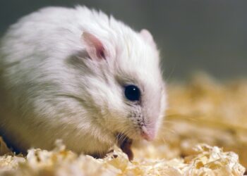 Est-ce que le chat mange un hamster ?