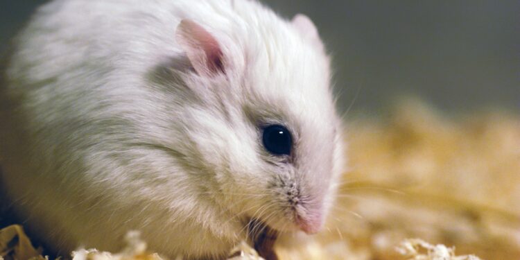 Est-ce que le chat mange un hamster ?