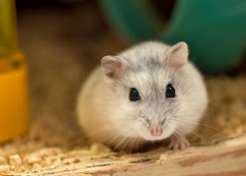 Est-ce que le chat mange un hamster ?