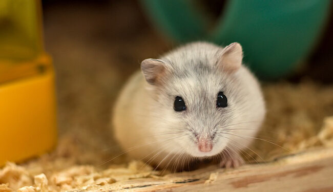 Est-ce que le chat mange un hamster ?