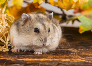 Est-ce que le chat mange un hamster ?