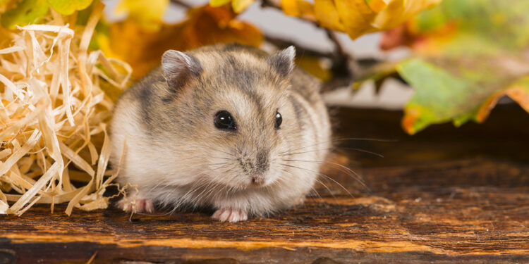 Est-ce que le chat mange un hamster ?