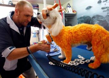 Est-ce que le chat transpire ?