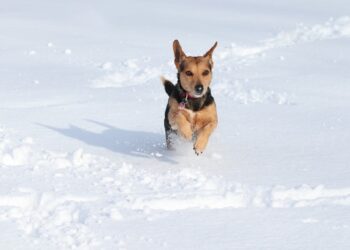 Est-ce que le chien à froid dehors ?