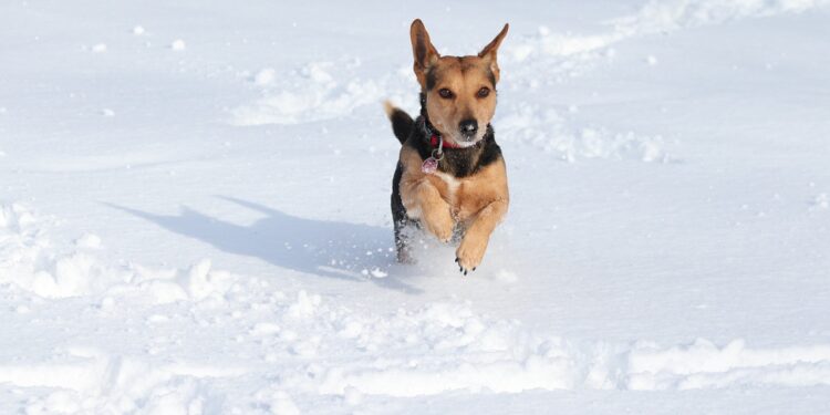 Est-ce que le chien à froid dehors ?