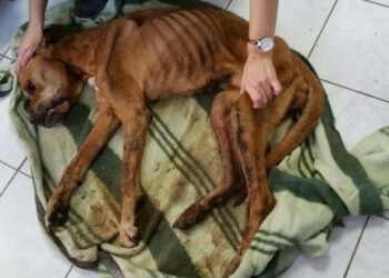 Est-ce que le chien ressent le manque ?