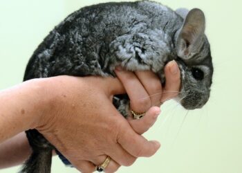 Est-ce que le chinchilla est affectueux ?