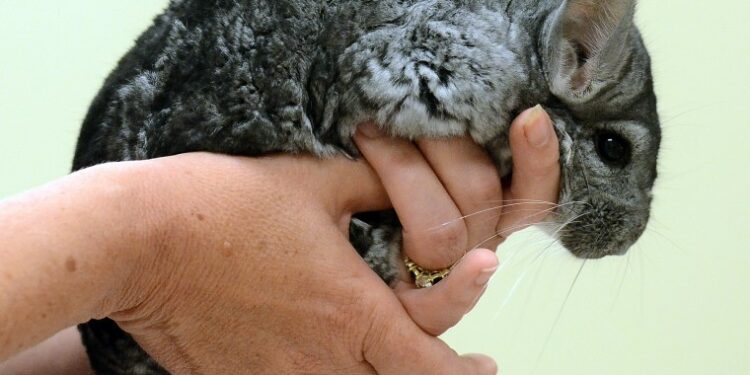 Est-ce que le chinchilla est affectueux ?