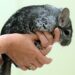 Est-ce que le chinchilla est affectueux ?