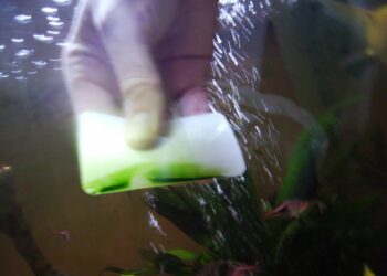 Est-ce que le chlore tue les algues ?