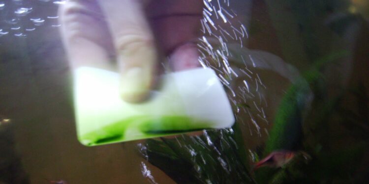 Est-ce que le chlore tue les algues ?