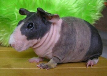 Est-ce que le cochon d'Inde a une bonne vue ?