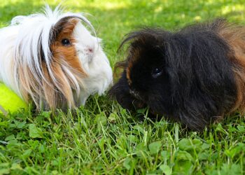 Est-ce que le cochon d'Inde aime les caresses ?