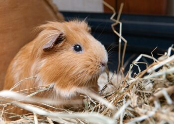 Est-ce que le cochon d'Inde aime les caresses ?