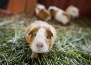 Est-ce que le cochon d'Inde fait fuir les rats ?