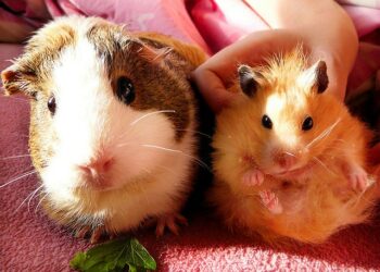 Est-ce que le cochon d'Inde fait fuir les rats ?