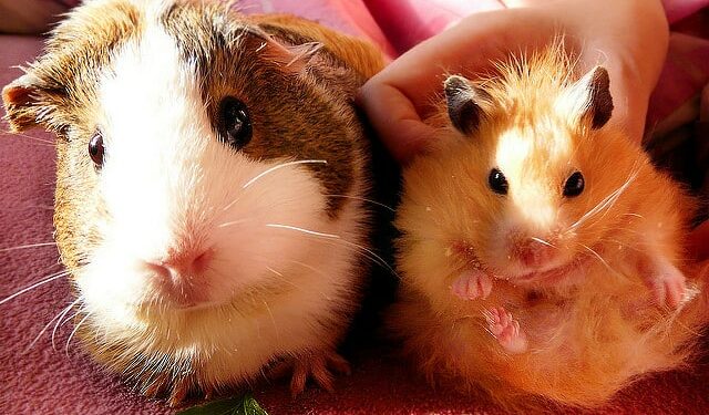 Est-ce que le cochon d'Inde fait fuir les rats ?