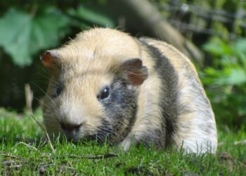 Est-ce que le cochon d'Inde mange le kiwi ?