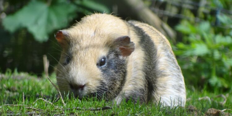 Est-ce que le cochon d'Inde mange le kiwi ?