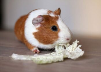 Est-ce que le cochon d'Inde peut manger du pain ?