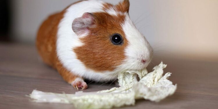 Est-ce que le cochon d'Inde peut manger du pain ?