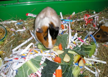 Est-ce que le cochon d'Inde peut manger du pain ?