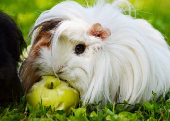 Est-ce que le cochon d'Inde peut manger du pain ?