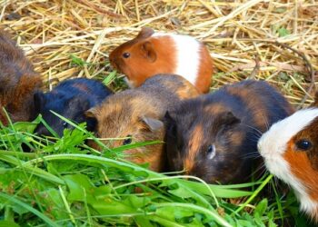 Est-ce que le cochon d'Inde se mange ?