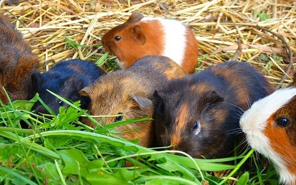 Est-ce que le cochon d'Inde se mange ?