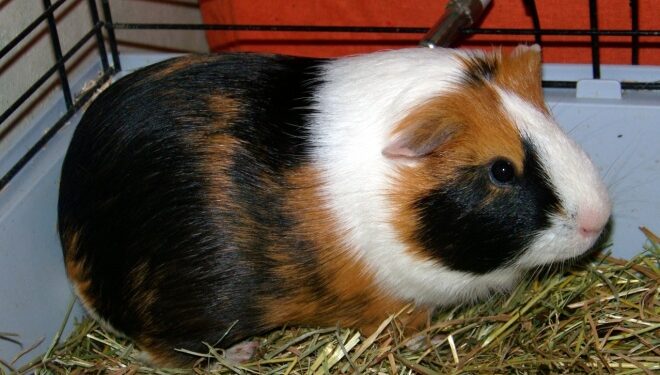 Est-ce que le cochon d'Inde sent mauvais ?