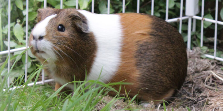 Est-ce que le cochon d'Inde sent mauvais ?