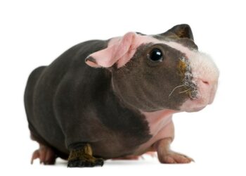 Est-ce que le cochon d'Inde sent mauvais ?