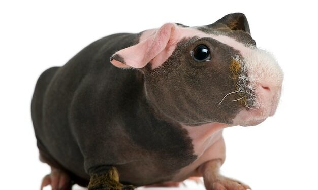 Est-ce que le cochon d'Inde sent mauvais ?