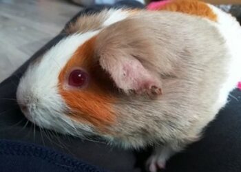 Est-ce que le cochon d'Inde sent mauvais ?