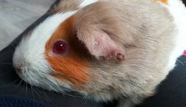 Est-ce que le cochon d'Inde sent mauvais ?