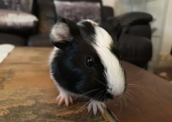 Est-ce que le cochon d'Inde sent mauvais ?