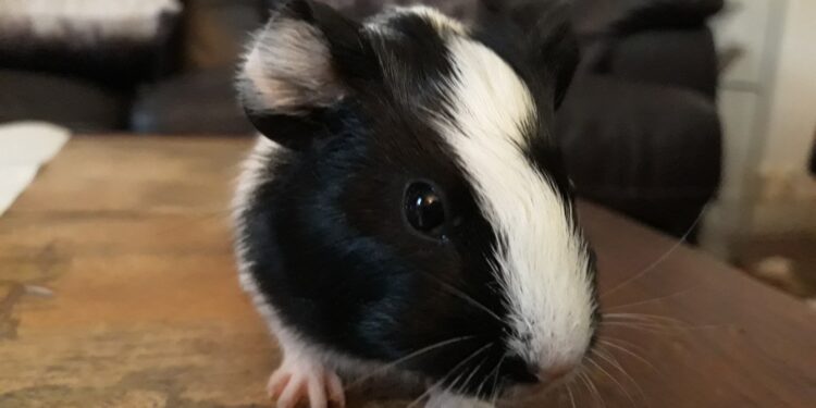 Est-ce que le cochon d'Inde sent mauvais ?