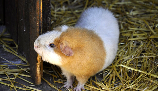 Est-ce que le cochon d'Inde vient d'Inde ?